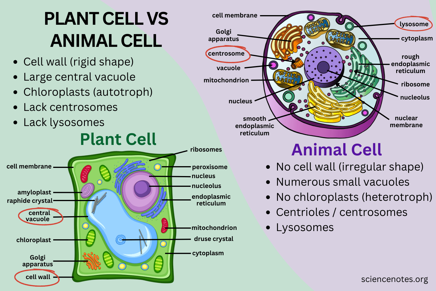 Exploring the 19 Key Differences Between Plant and Animal Cells