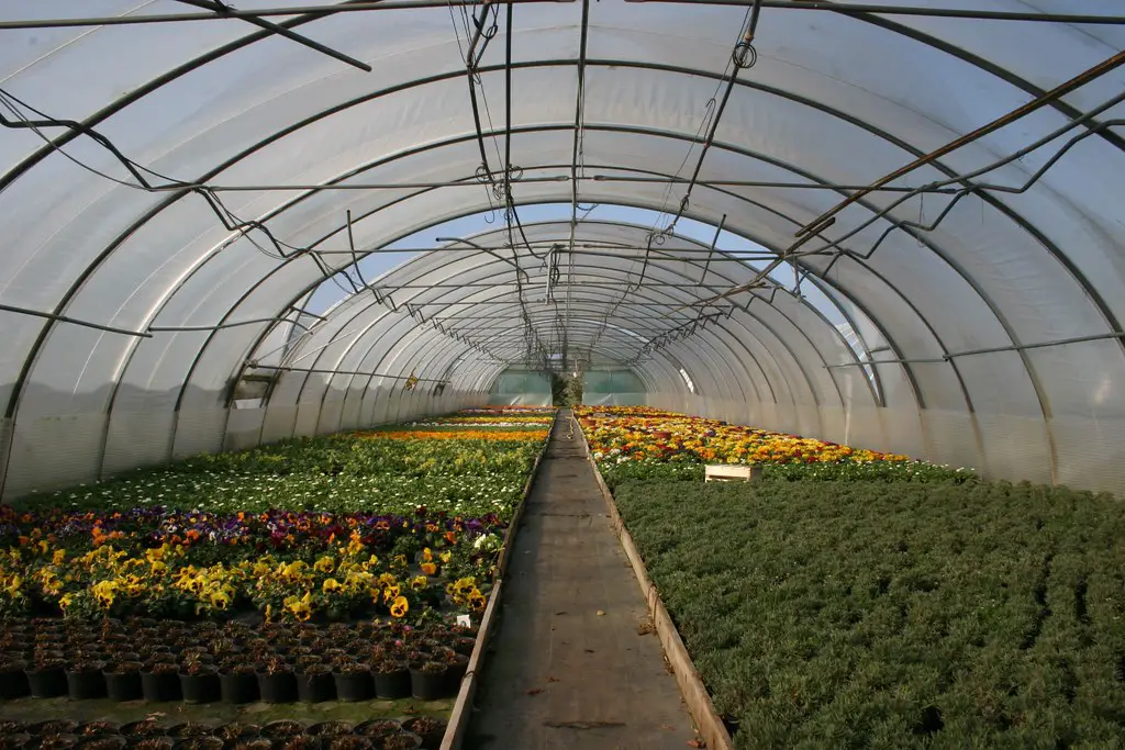 What is the Greenhouse Effect?