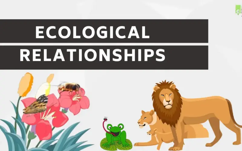 Types of Ecological Relationships