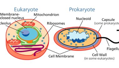 Difference Between Prokaryotes and Eukaryotes