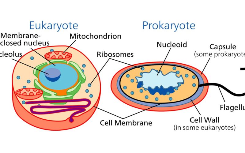 Difference Between Prokaryotes and Eukaryotes