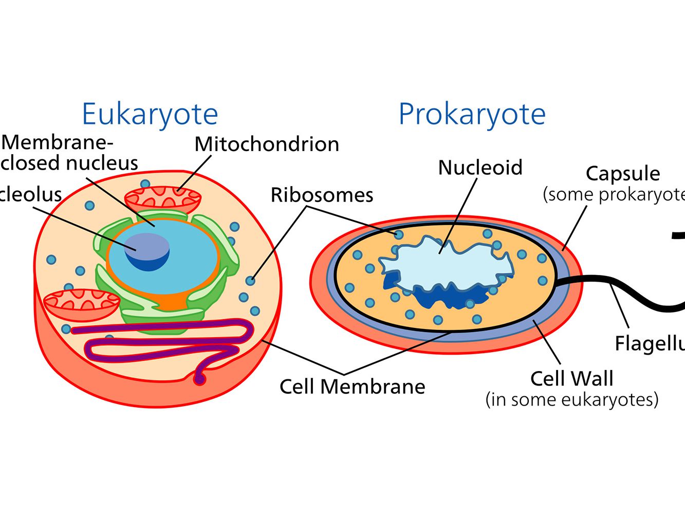 Difference Between Prokaryotes and Eukaryotes