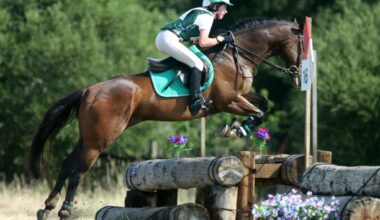 Different Types of Sports Saddles